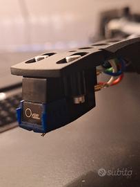 testina Sumiko Oyster