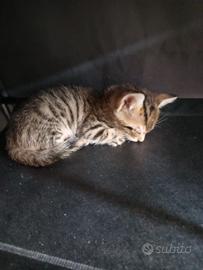 Gattini appena svezzati