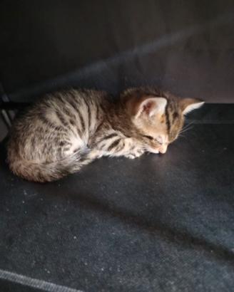 Gattini appena svezzati