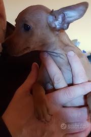 Cucciolo Pinscher nano