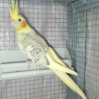 Calopsite femmine adulte