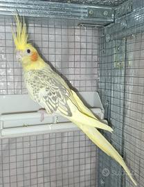 Calopsite femmine adulte