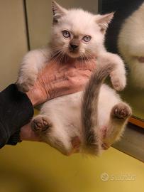 Gatti British shorthair