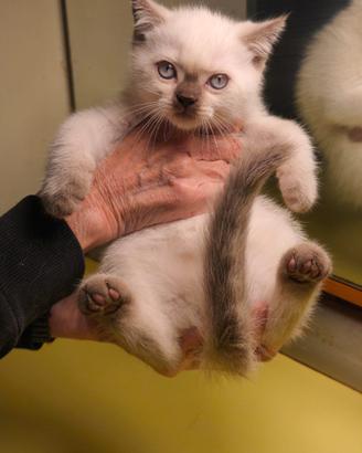 Gatti British shorthair