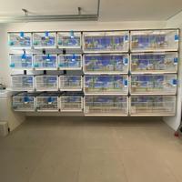 Batteria di Gabbie  Terenziani Cilea