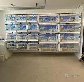 Batteria di Gabbie  Terenziani Cilea