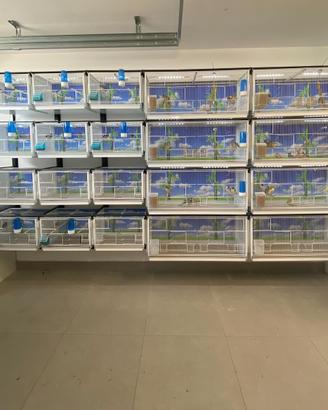 Batteria di Gabbie  Terenziani Cilea