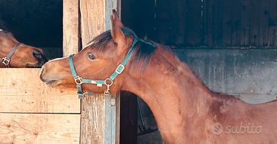 Puledro Psa - arabo - araba