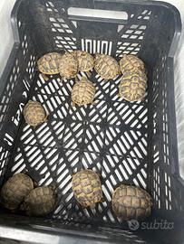 Tartarughe hermanni