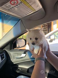 Cucciola di spitz toy da borsetta