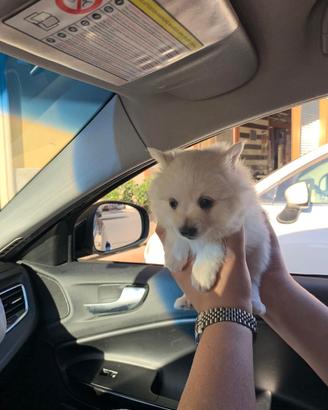 Cucciola di spitz toy da borsetta