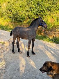 Cavallo