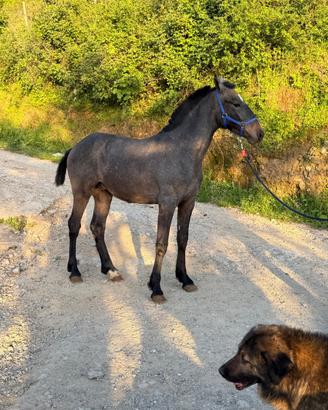 Cavallo