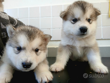 Cuccioli di alaskan malamute