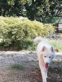 Husky femmina