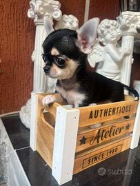 Chihuahua
