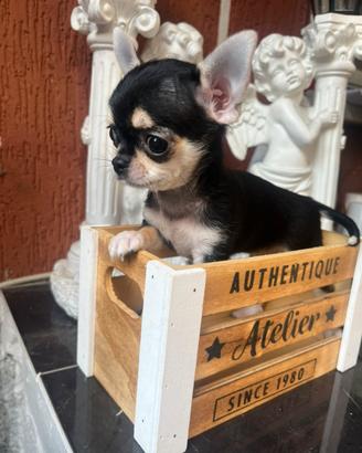 Chihuahua