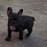 Cucciolo Bulldog Francese