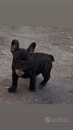 Cucciolo Bulldog Francese