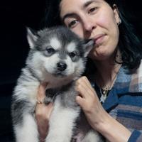 Cuccioli Alaskan malamute