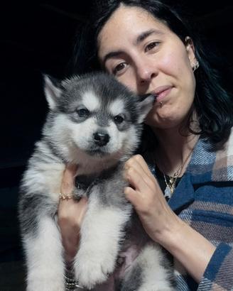 Cuccioli Alaskan malamute