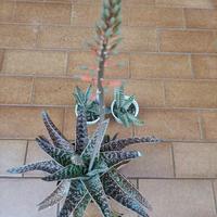 Cactus - Piante grasse 1