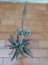 Cactus - Piante grasse 1