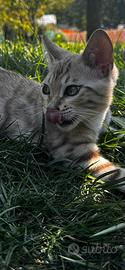 Cucciolo di razza bengala