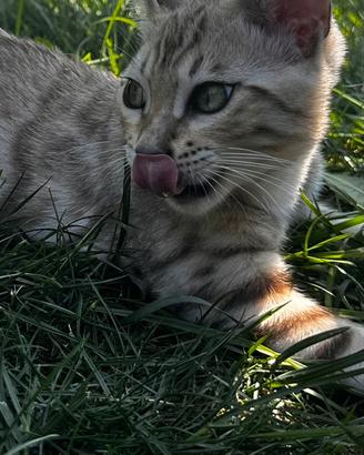 Cucciolo di razza bengala