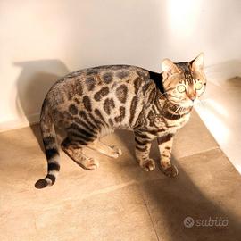 Gattini Bengala