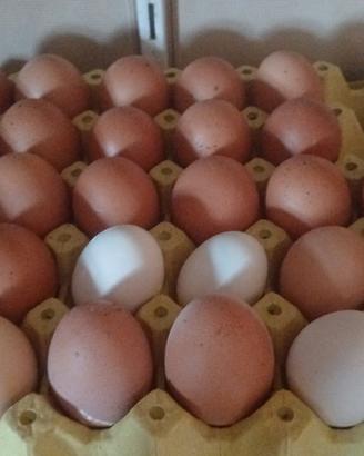 galline