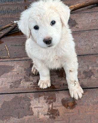 Cane cucciolo pastore maremmano