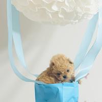 Maltipoo linee coreane