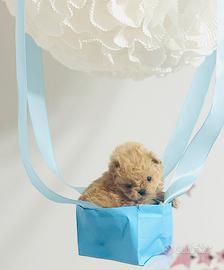 Maltipoo linee coreane