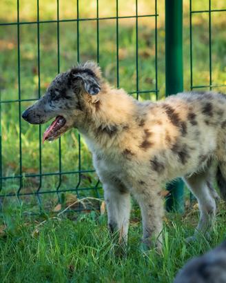 Cuccioli Lagorai Lessinia/Bordee collie