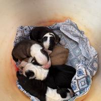 Cuccioli Australian Shepperd-Border Collie