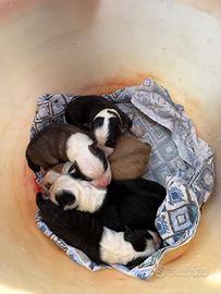 Cuccioli Australian Shepperd-Border Collie