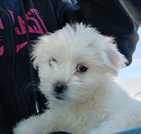 Cuccioli maltese