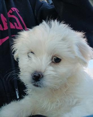 Cuccioli maltese