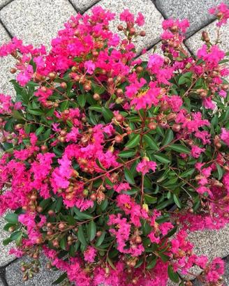 Piante di lagerstroemia tappezzante