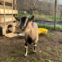 Coppia caprette pigmee