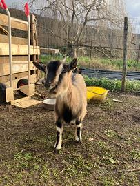 Coppia caprette pigmee