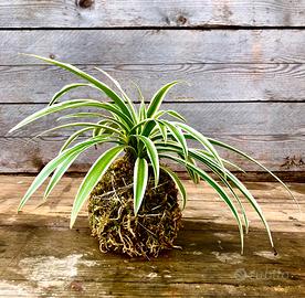 Kokedama Di Falangio