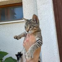 Micetti tigrati e mamma gatta