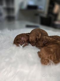 Cuccioli di barboncini toy