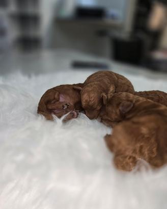 Cuccioli di barboncini toy