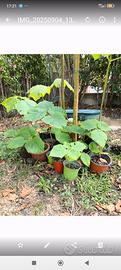 piante di paulownia tomentosa 