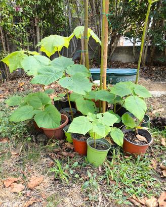 piante di paulownia tomentosa 