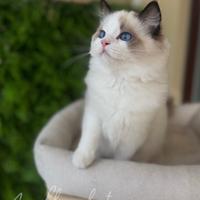 Cucciolo di Ragdoll con pedigree