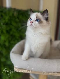 Cucciolo di Ragdoll con pedigree